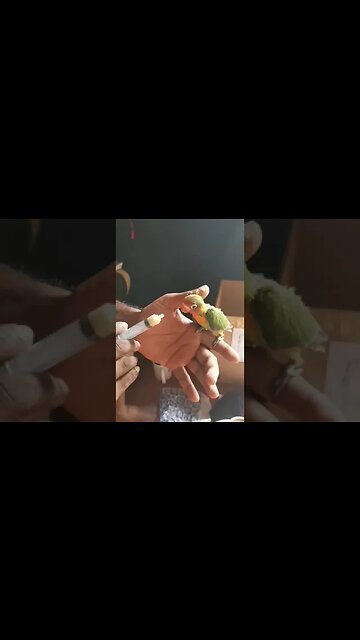 Feeding a pet parrot. 🥰