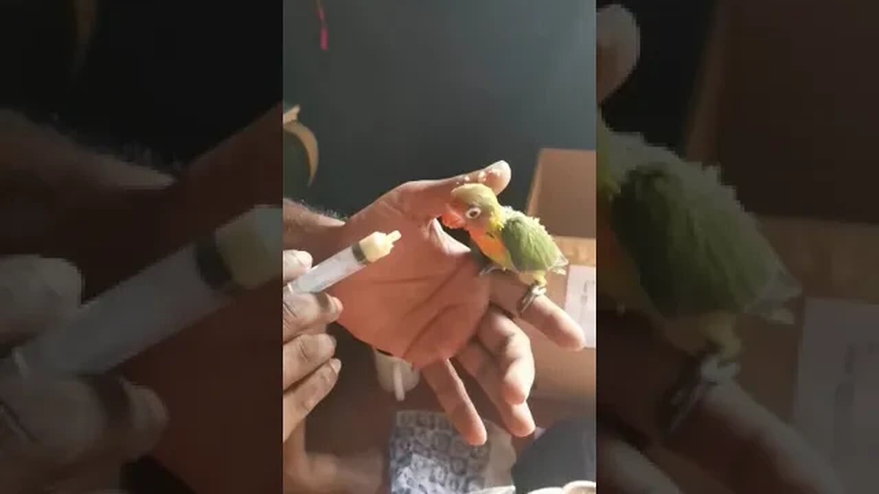 Feeding a pet parrot. 🥰