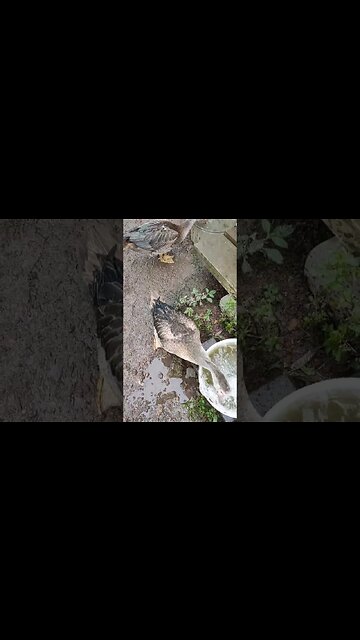 Good Morning my beautiful ducks