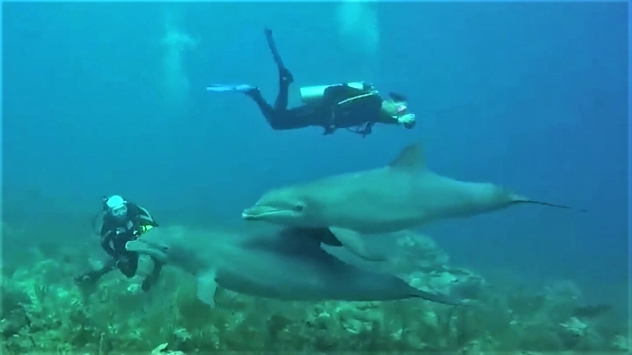 Playful dolphins swim among divers, giving them an unforgettable experience