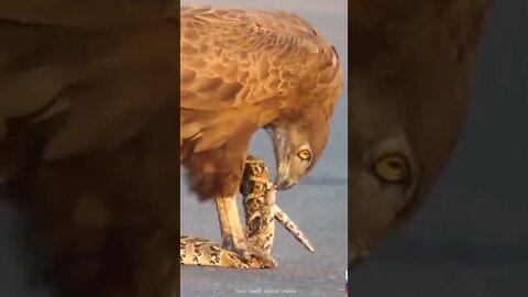 Águia atacando Cobra #shorts