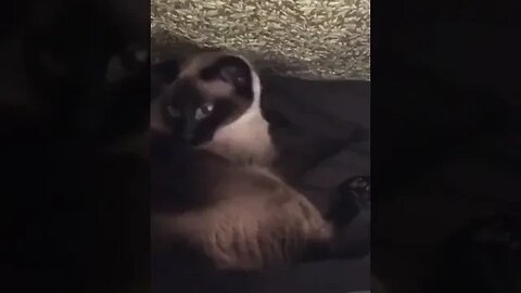 CAT VIDEO