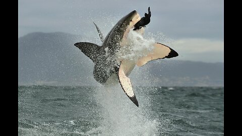 Man Battles Open Ocean Shark Until Rescue