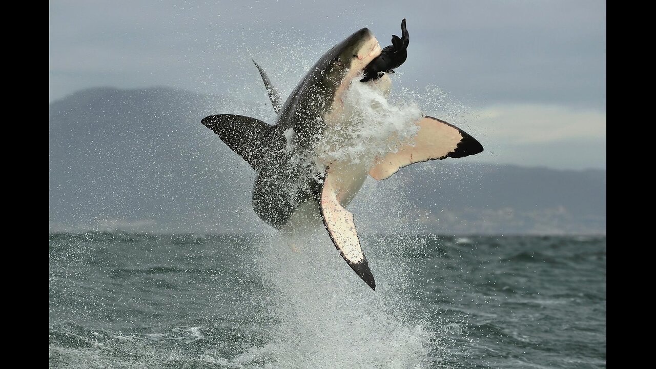 Man Battles Open Ocean Shark Until Rescue