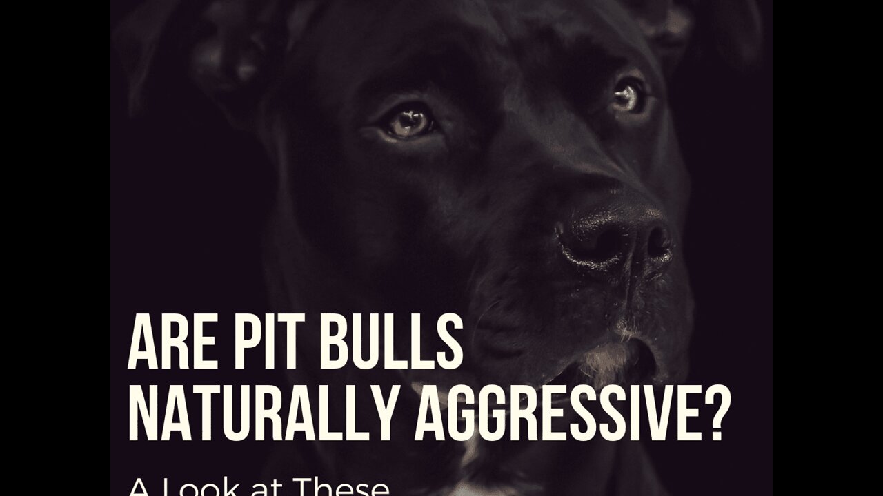 10 PIT BULL MYTHS YOU NEED TO STOP Believing