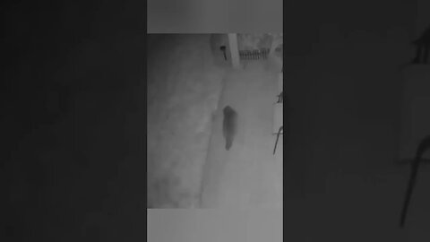 Sneaky Raccoons caught on night vision. Hey wait for me!