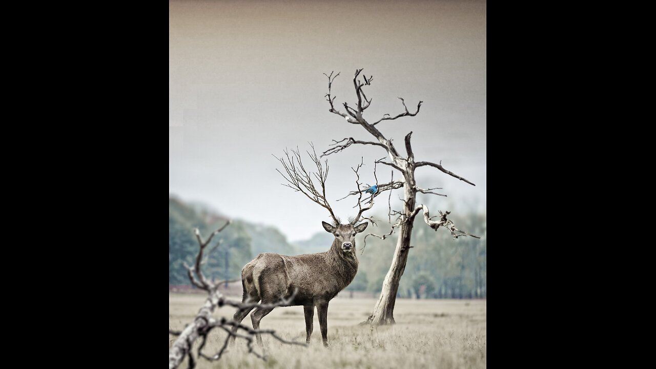 Impala fighting. Free Animals