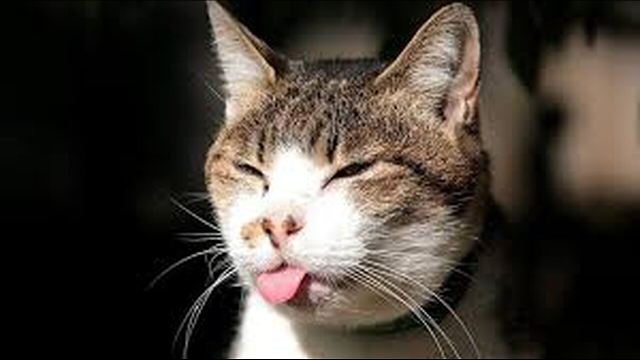 New Funny Animals Funniest Cats and Dogs Videos