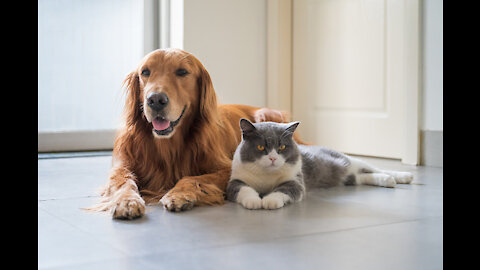 Attractive cute cat and dog.