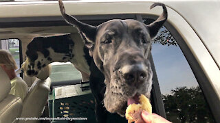 Happy Great Danes Enjoy Drive Thru Burgers And Chicken Treats