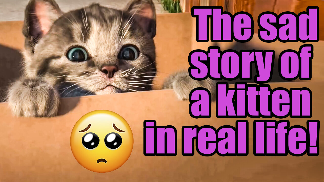 The sad story of a cute kitten abandoned...