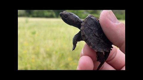 Finger Nail size Baby Snapping Turtle!