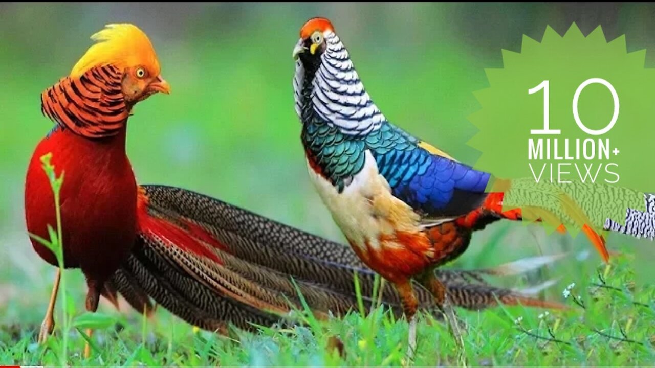 Beautiful Golden Pheasants and Wading Birds