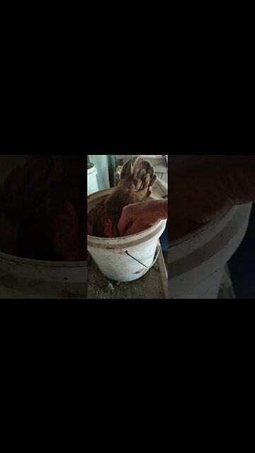 Good afternoon Forest, the chicks haven't hatched yet