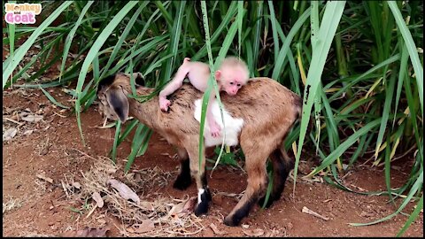 Baby monkey thinks the goat is her dad