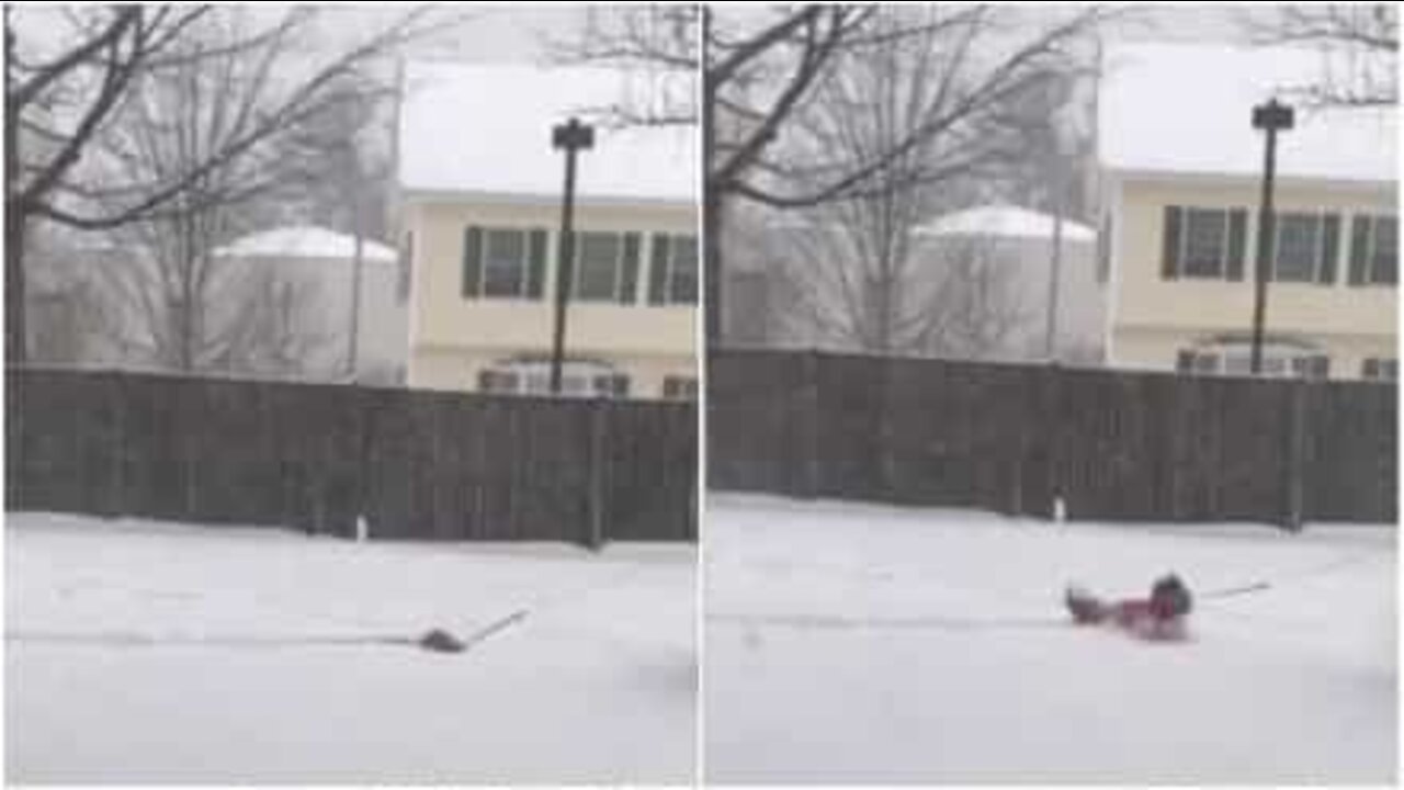 雪に埋もれちゃうちっちゃい犬