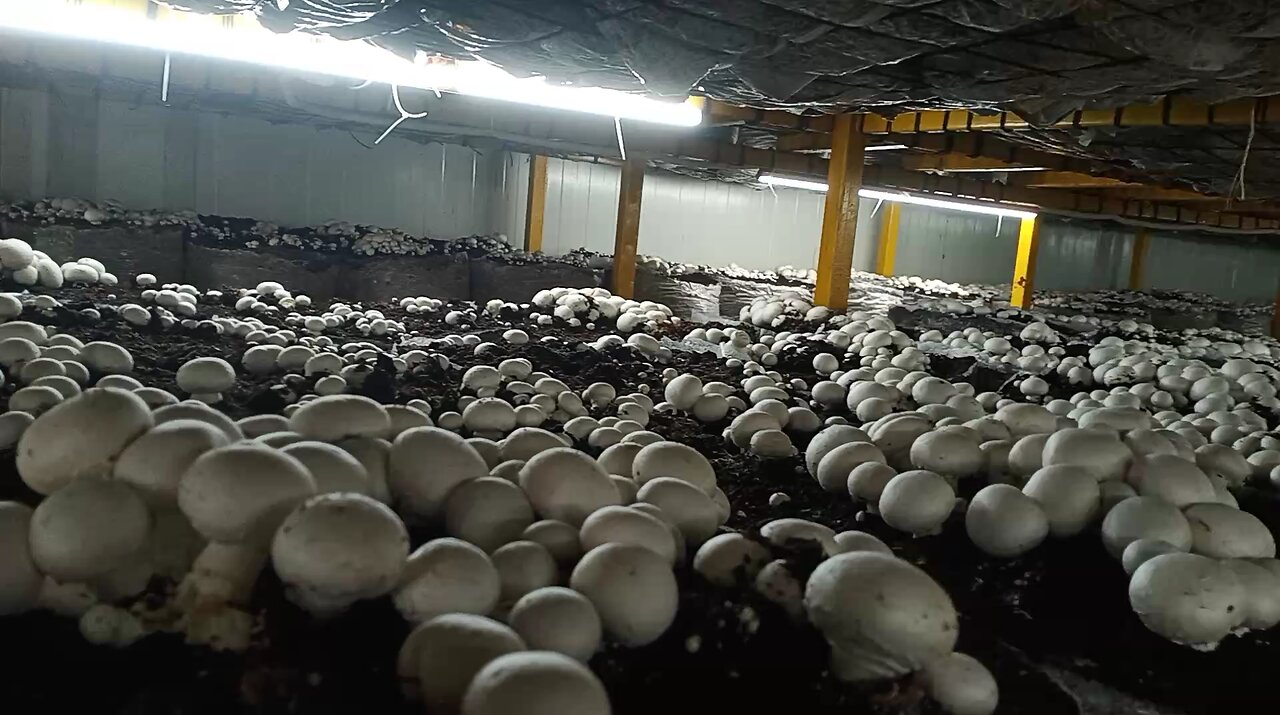 mosrom cultivation