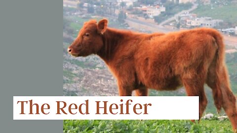 The Red Heifer