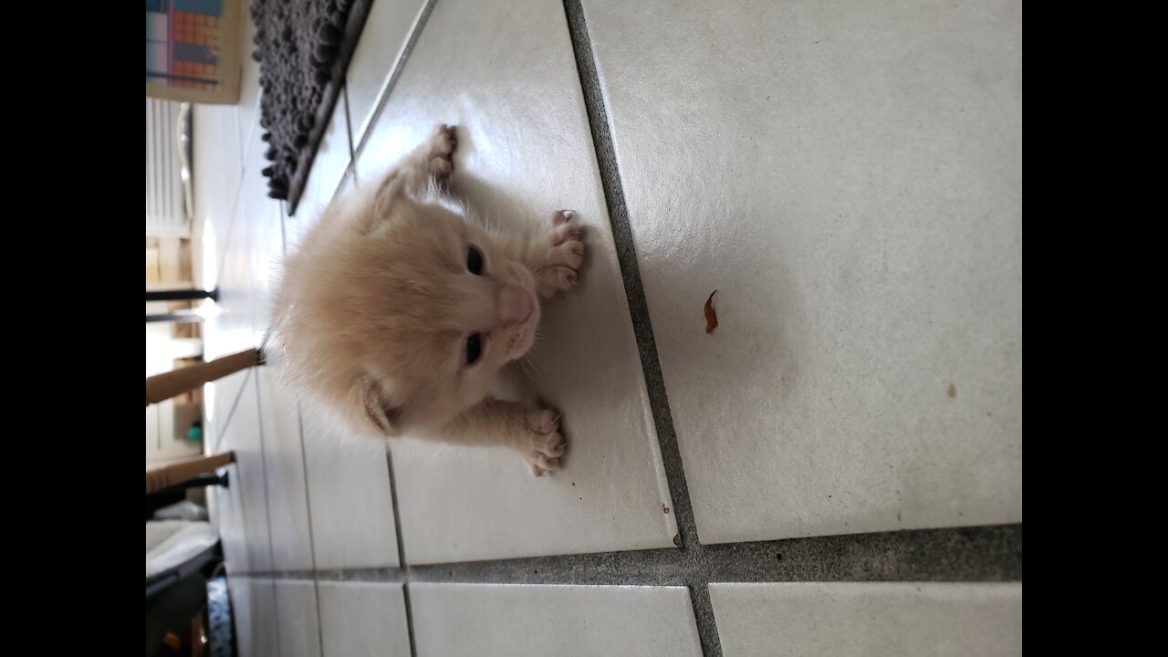 Peanut learning to walk