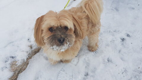 Ludde, a soon to be 10 year old winter loving dog