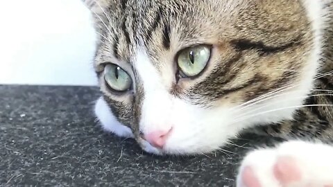 This Little Cat Is So Cute