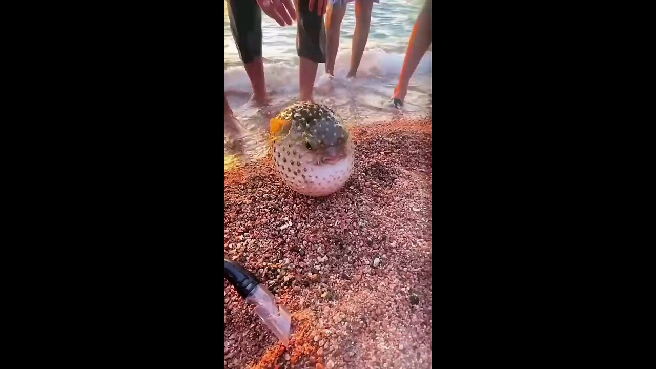 fish ball with wings funny short video