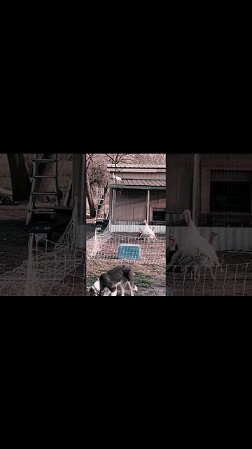 Coming Home to Roost The Turkey Take Over!