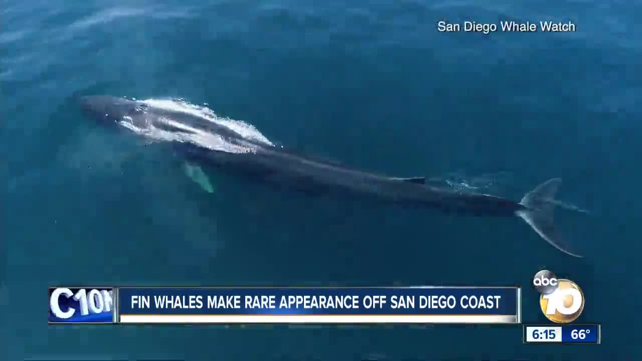 Rare fin whales spotted off the coast of San Diego