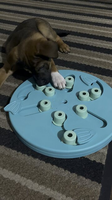 Puppies first puzzle treat 🐶🐾