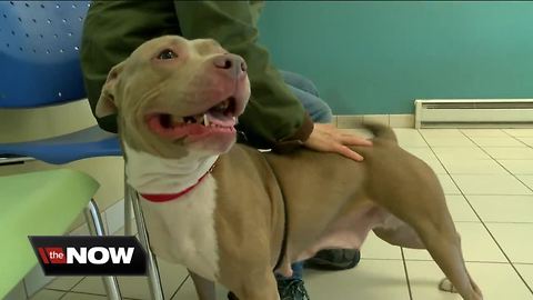 MADACC: Try out a dog this weekend