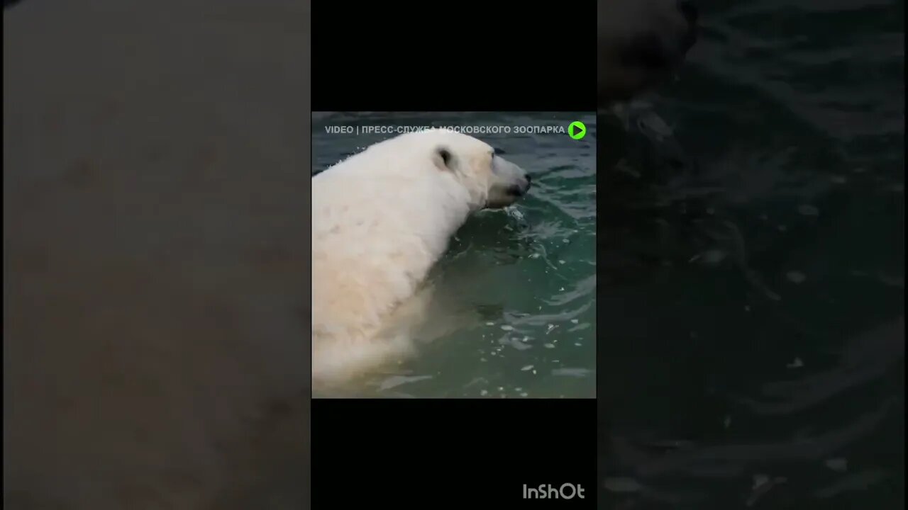 BEAR,MEDVED