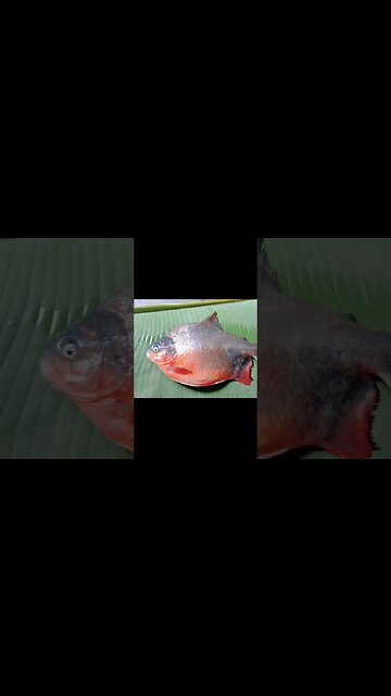 রুপচাঁদা মাছ🐟কারা খেতে পছন্দ করেন? @BENGALCOOKING #fish #shorts #youtubeshorts #bengalcooking