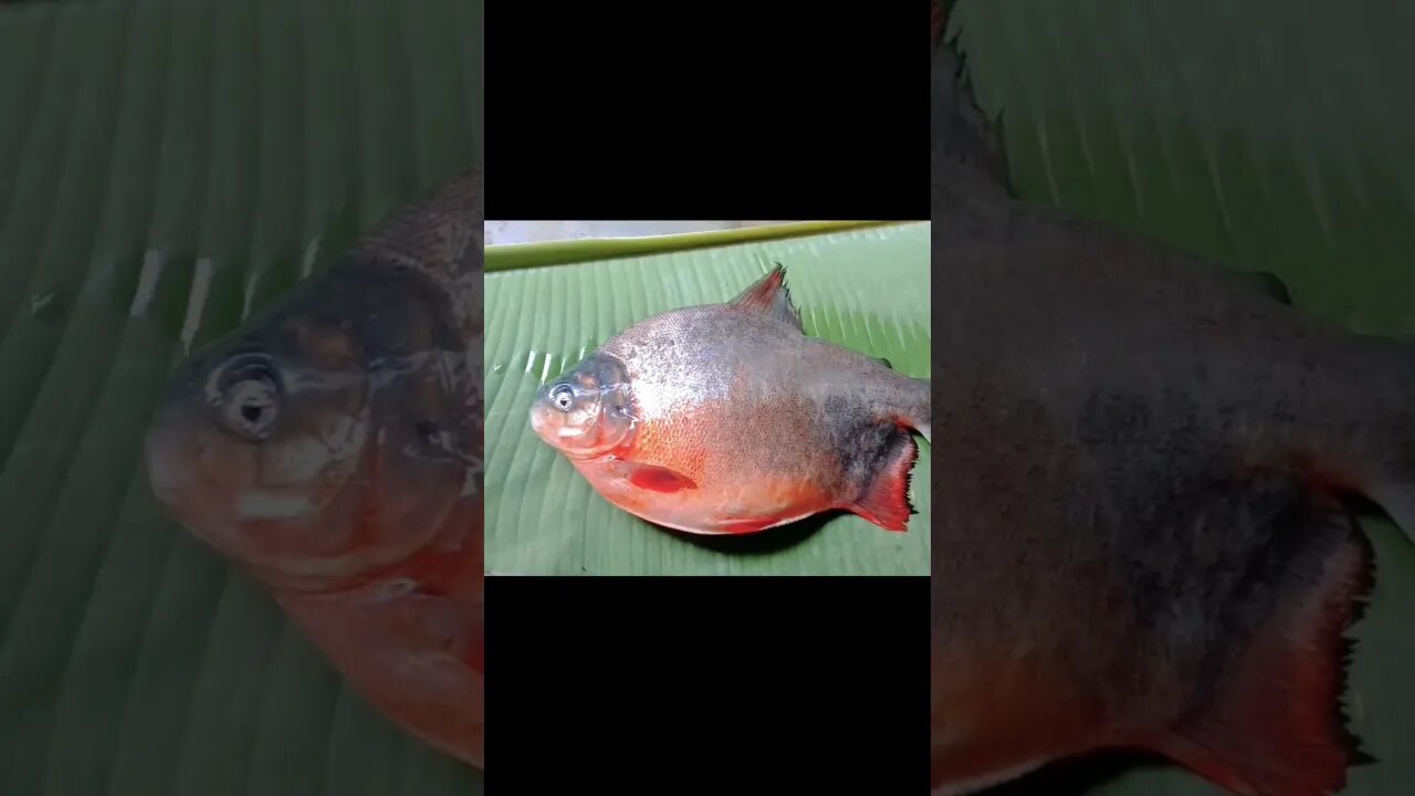 রুপচাঁদা মাছ🐟কারা খেতে পছন্দ করেন? @BENGALCOOKING #fish #shorts #youtubeshorts #bengalcooking