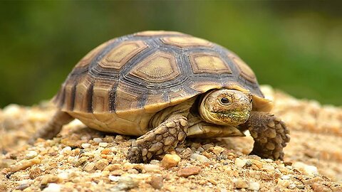 Animal turtle and dog