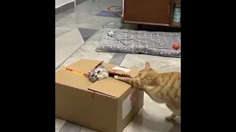 Funny Cats Compilations #2