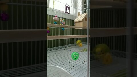 Budgie Playing With Her Ball Too Cute! 💕 #youtubeshorts #shorts #animallover #budgies #funny