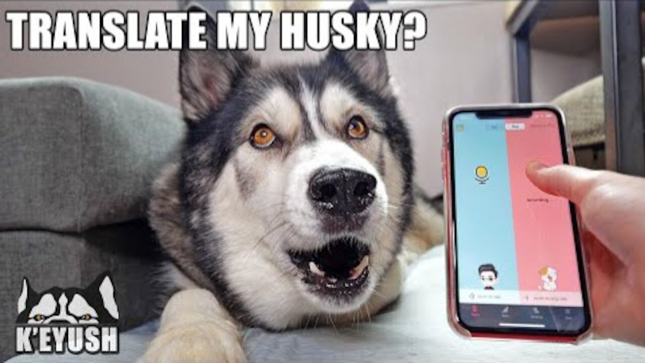 This App Translates My Husky Speaking! Testing Dog Translators!