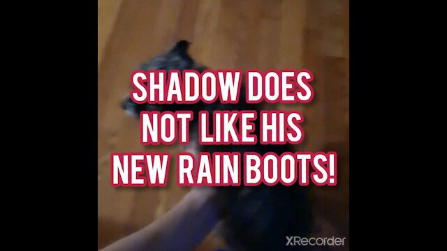 Shadow does not like new rain boots!