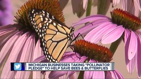 Michigan businesses taking 'pollinator pledge' to help save bees and butterflies