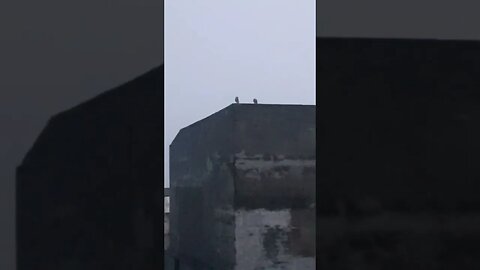 Owls enjoying the evening