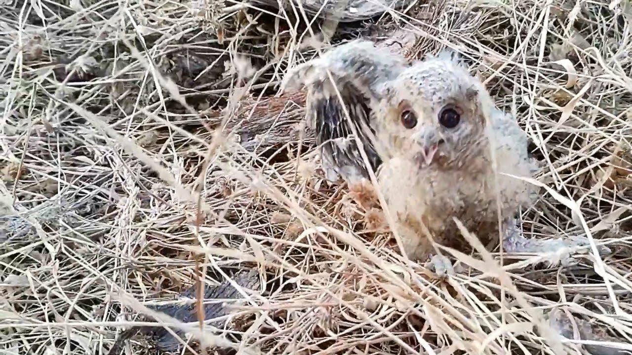 Baby Owl Wants To Play With The Camera Man