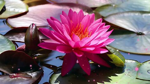 I'M GRATEFUL FOR MY STRENGTHS 15 Minutes Morning Gratitude Zen Meditation Music