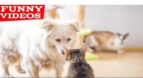 Funny videos #1