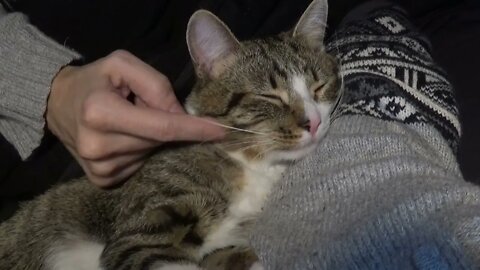 Cat Looks for Warm Places to Sleep