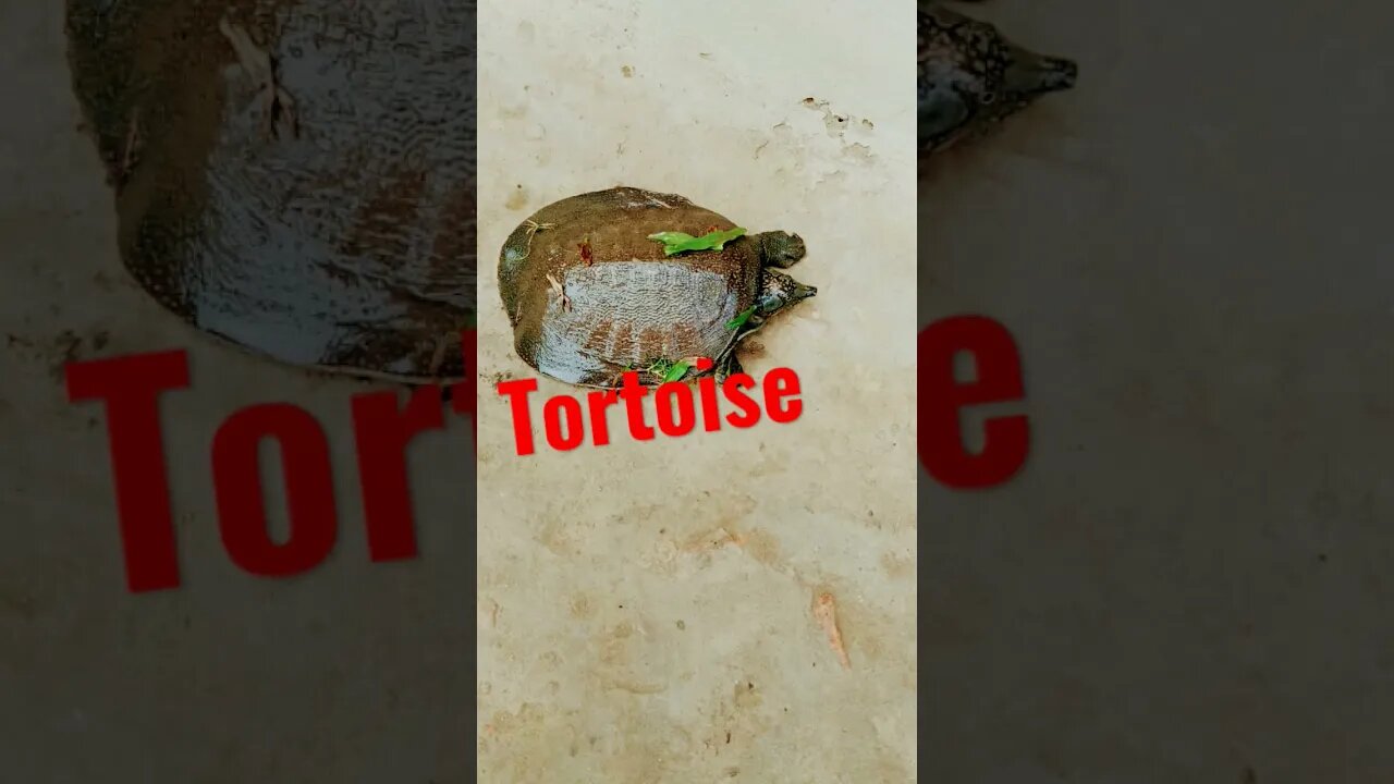 we got a tortoise in our area #shorts #viralvideo