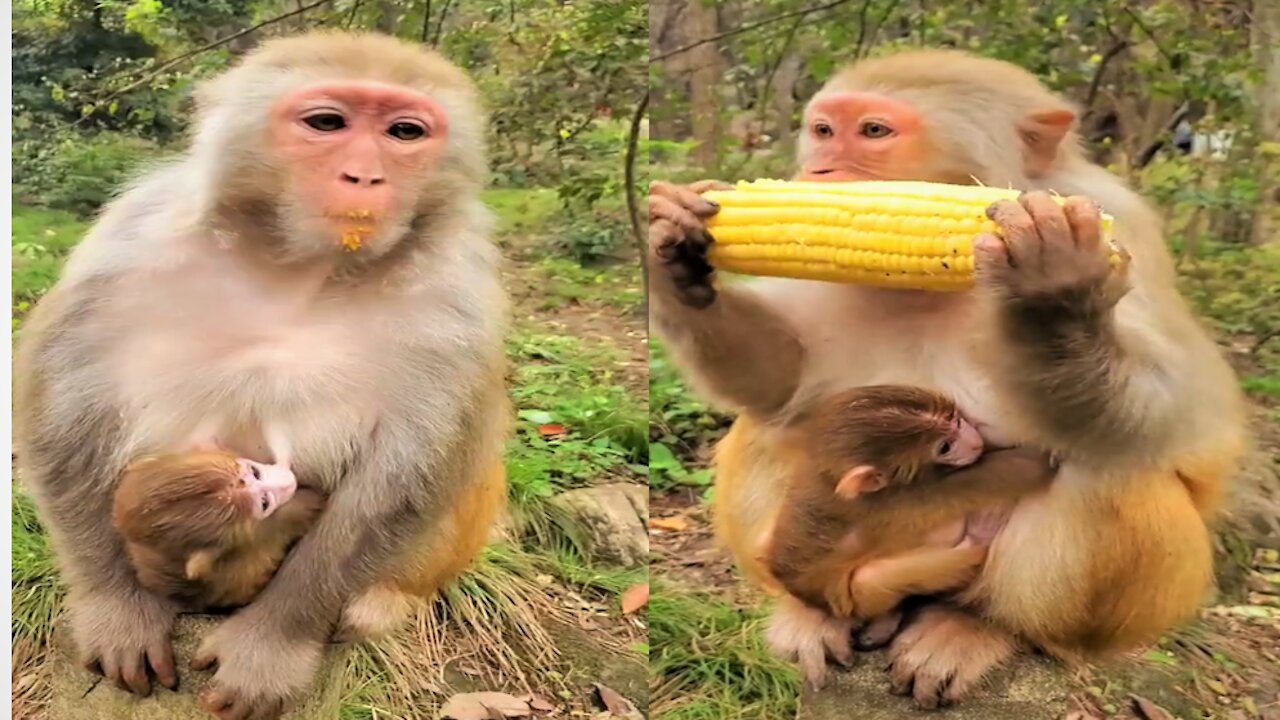Best Mom !!Lovely and Funny animals Lovely Monkeys Videos 2021, love animals.