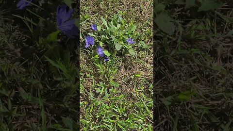 blue flowers #shorts