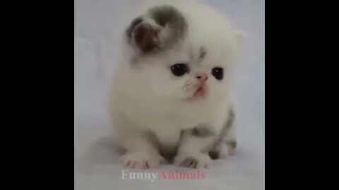 So many cute kittens videos compilation 2018