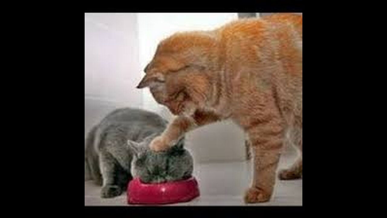 Funny animals - Funny cats / dogs - Funny animal videos / Best videos