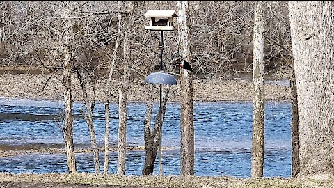 PETE (IN FOR A LATE BITE AT THE SUET BLOCK) AT THE FEEDER